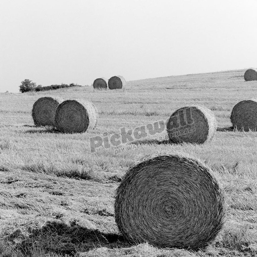 Hay field, Germany - Pickawall