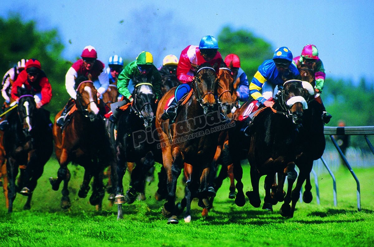 Horse Racing - Pickawall