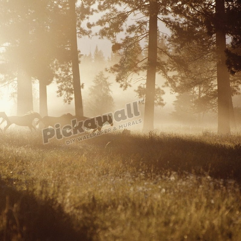 Horses running in forest with early morning mist - Pickawall