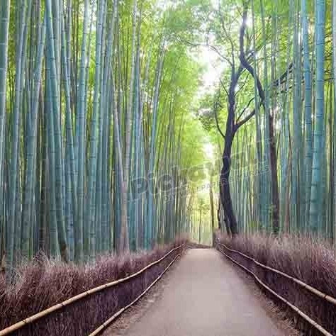 Japan, Kyoto, Arashiyama bamboo forest - Pickawall