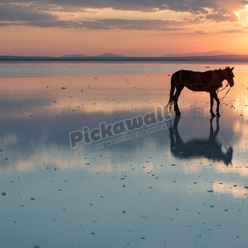 Lonely horse - Pickawall