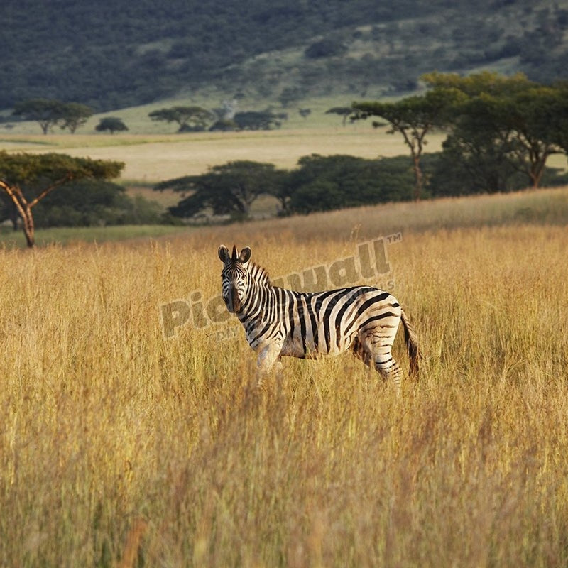 Lonly zebra at the plains - Pickawall