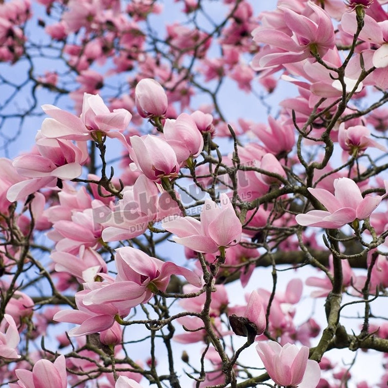 Magnolia campbellii - Pickawall