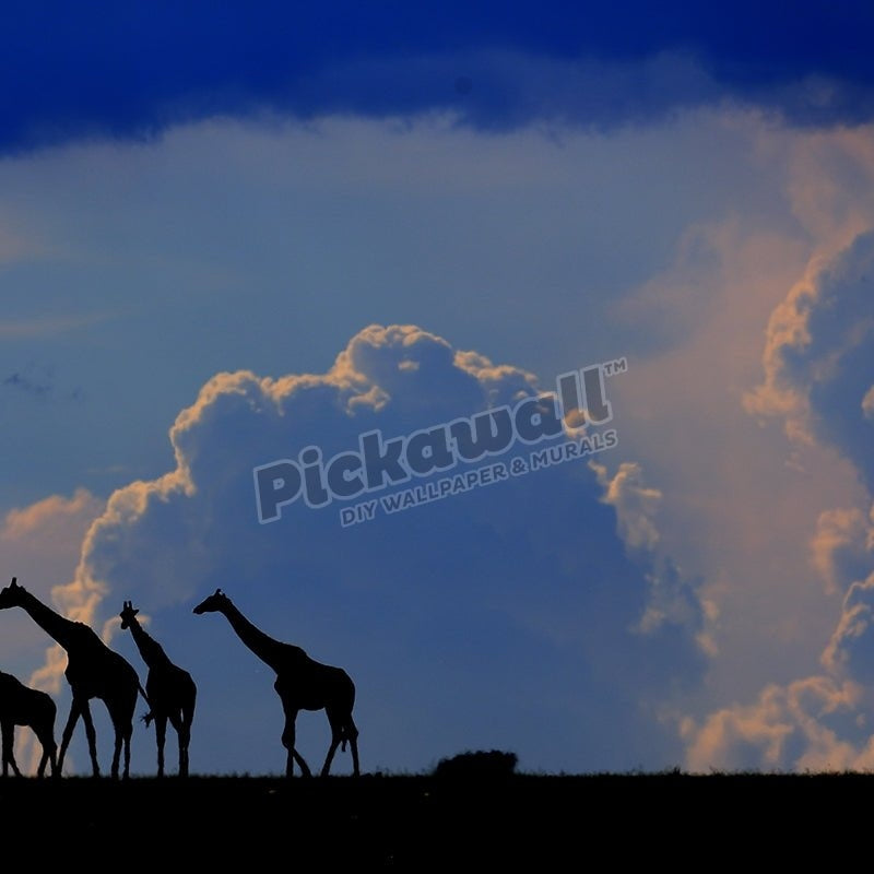 Masai Giraffes walking across the Mara plains. - Pickawall