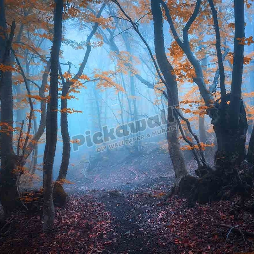 Mysterious dark old forest in fog - Pickawall