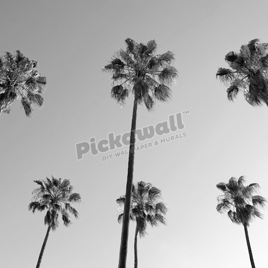 Palms Overhead - Pickawall