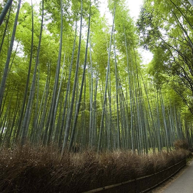 Path leading through bamboo forest near Nonomiya-jinja shrine. - Pickawall