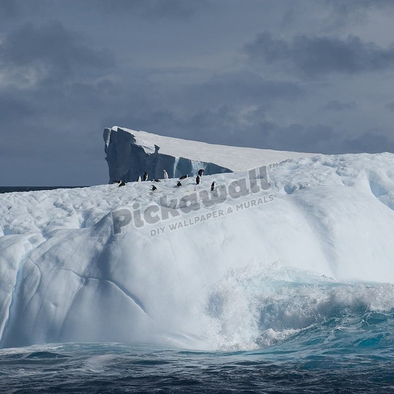 Penguins on Iceberg - Pickawall