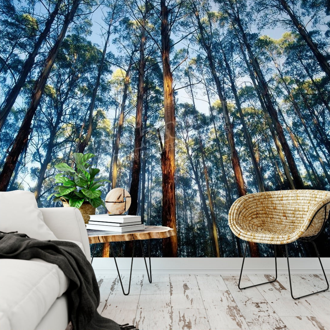 Mountain ash forest in Black Spur, Australia wallpaper in a living room - Pickawall