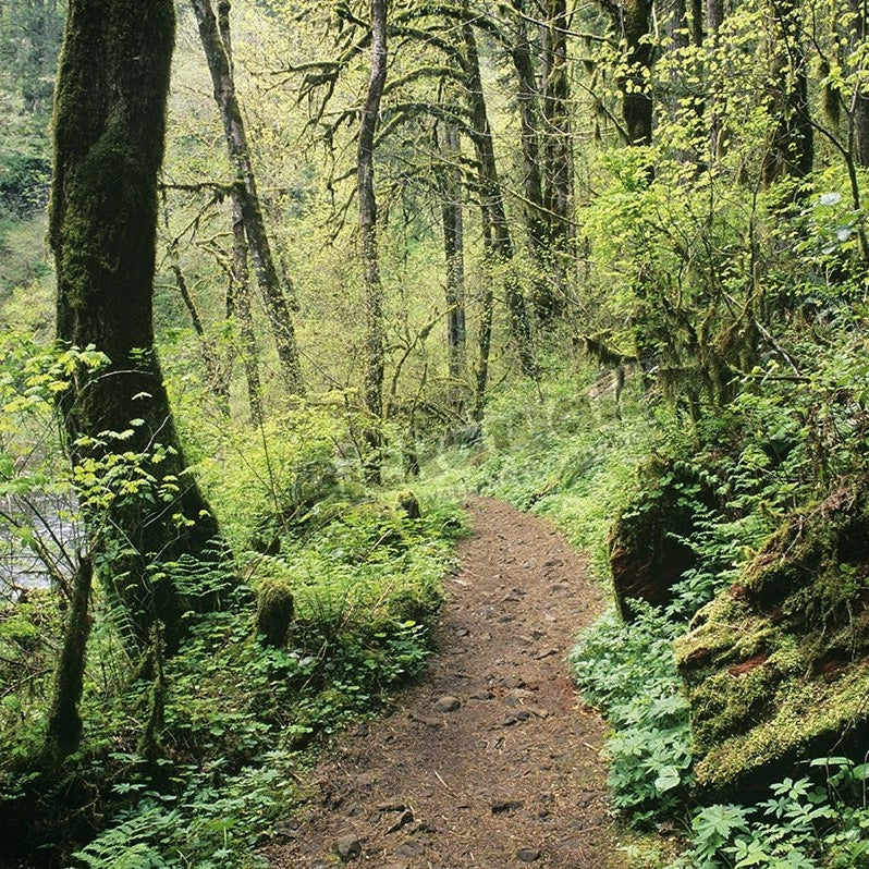 Rain forest trail' - Pickawall