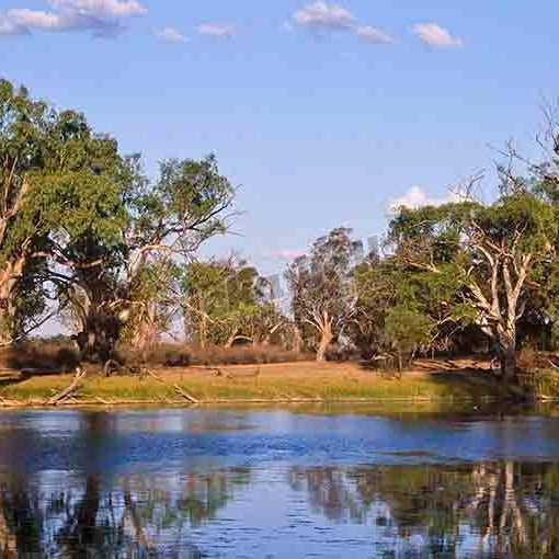 River Red Gums, Murray River, South Australia - Pickawall