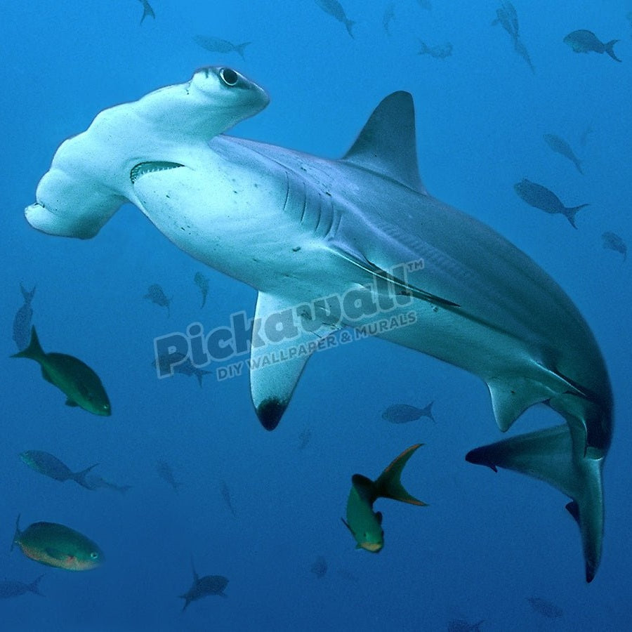 Scalloped Hammerhead Shark - Pickawall