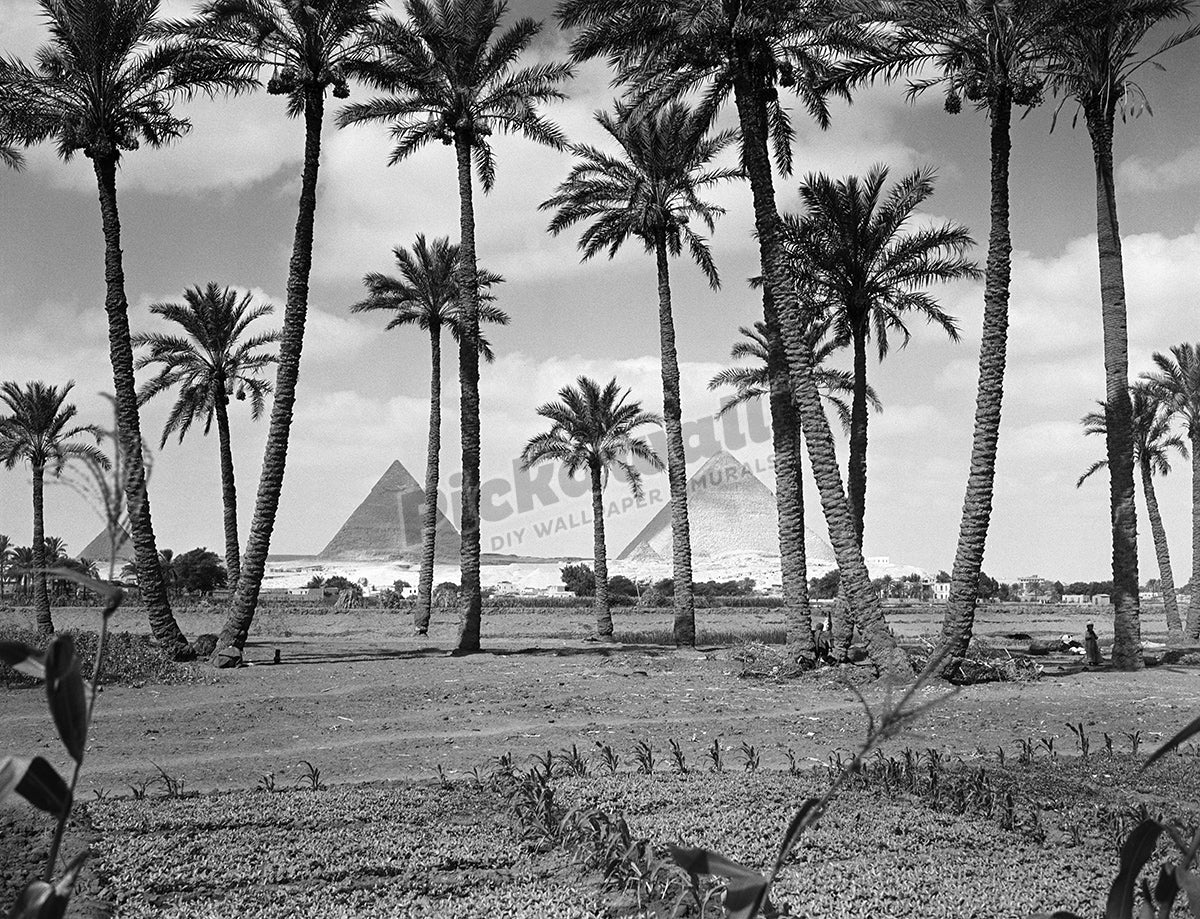 Scenic view of Great Pyramids at Giza - Pickawall