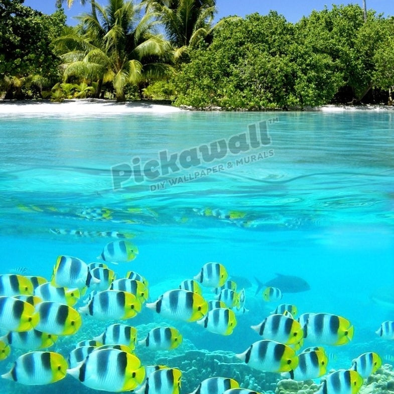 School of fish in the tropics - Pickawall