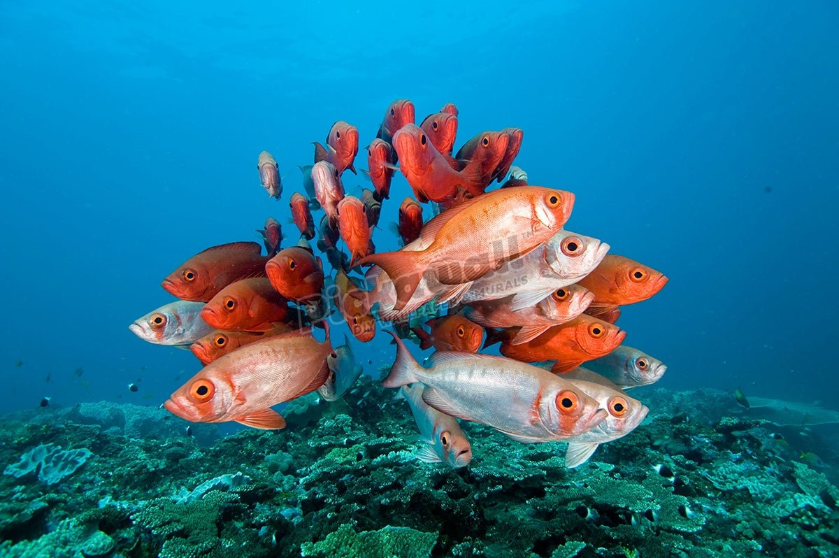 Schooling big-eye or glass-eye snapper, Heteropriacanthus cruentatus, Sodwana Bay, South Africa, Indian Ocean - Pickawall