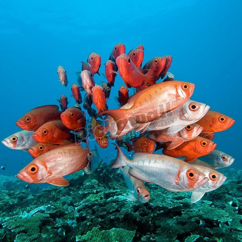 Schooling big-eye or glass-eye snapper, Heteropriacanthus cruentatus, Sodwana Bay, South Africa, Indian Ocean - Pickawall