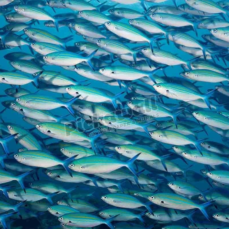 Shoal of Goldbanded Fusilier - Pickawall