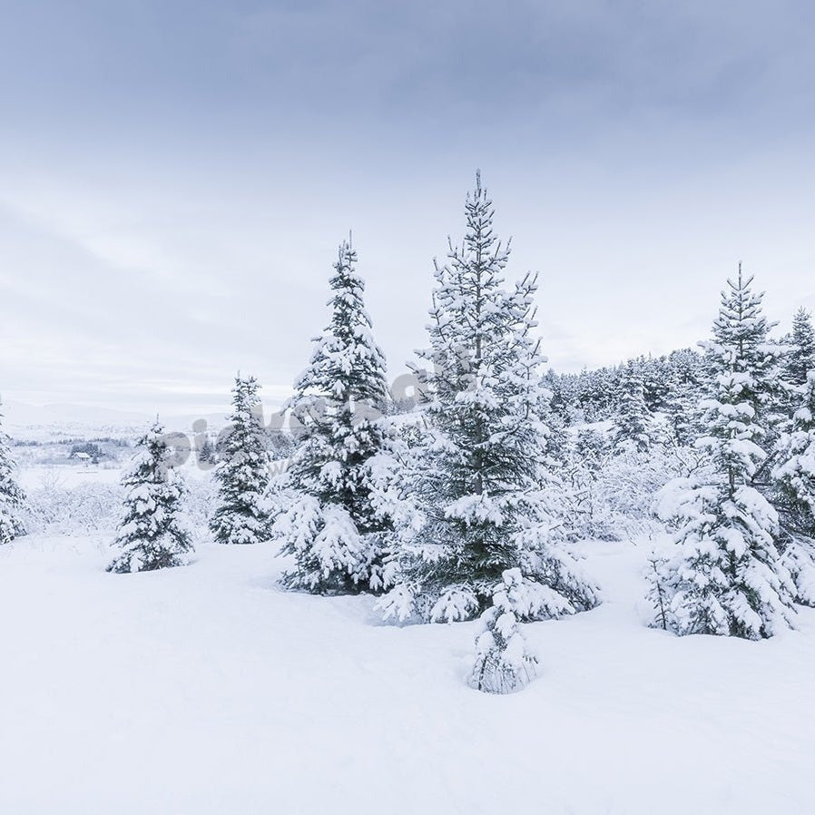 Snow-covered trees, Hafravatn, Iceland - Pickawall