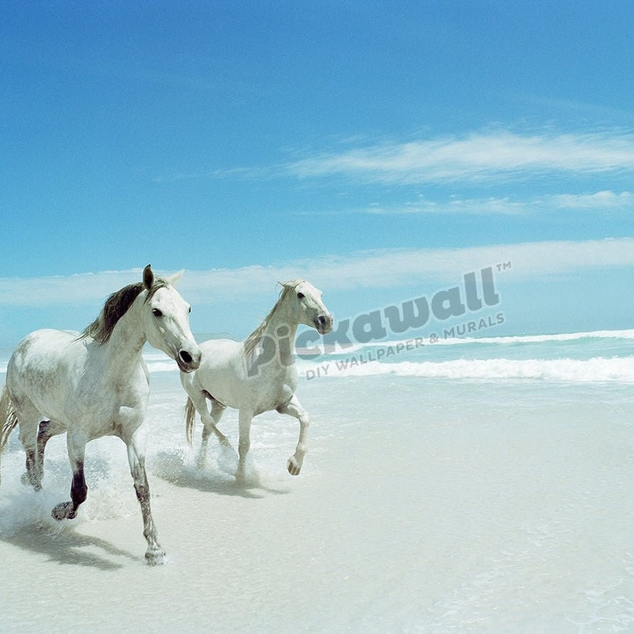 South Africa, Cape Town, Norrdhoek, two horses trotting on beach - Pickawall