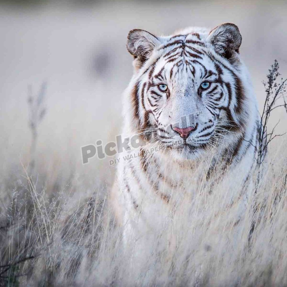 South Africa, Tiger Canyons, Tiger in white - Pickawall