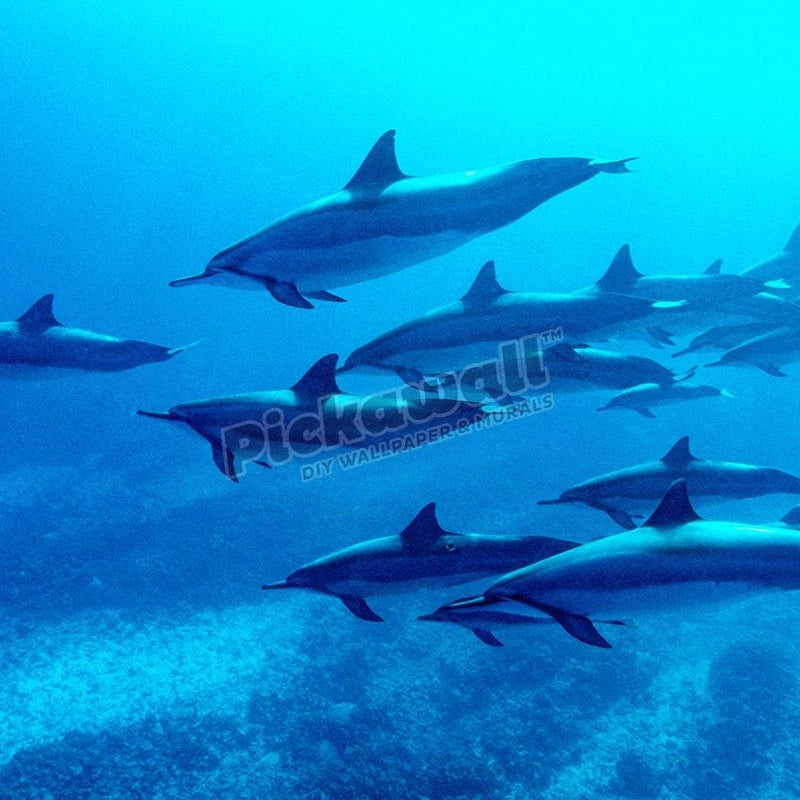 Spinner Dolphins - Pickawall