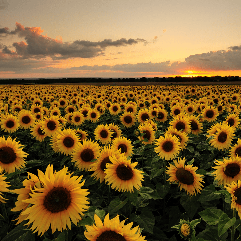 Sunflower field at sunset - Pickawall