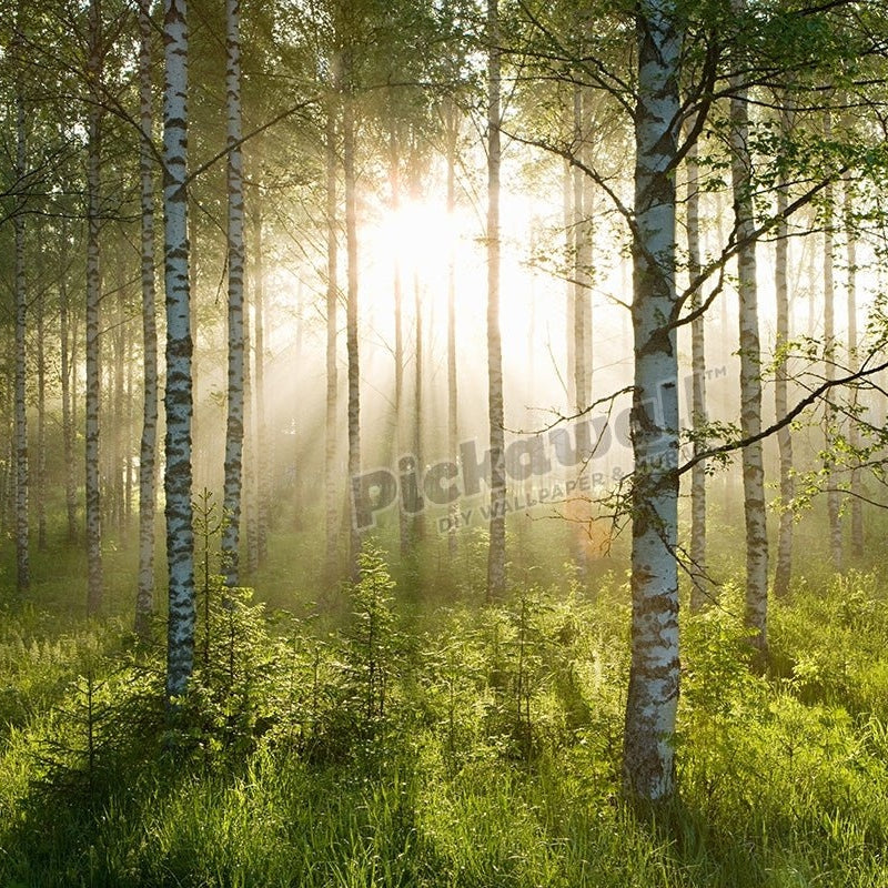Sunlight in forest of birch trees - Pickawall
