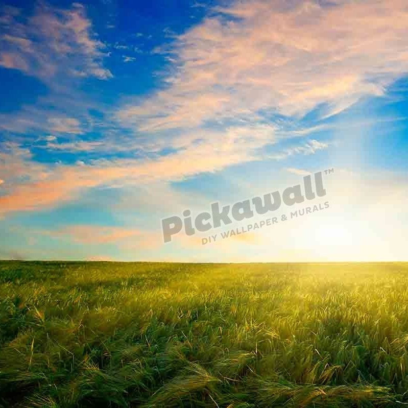 SUNSET, WHEAT FIELD - Pickawall