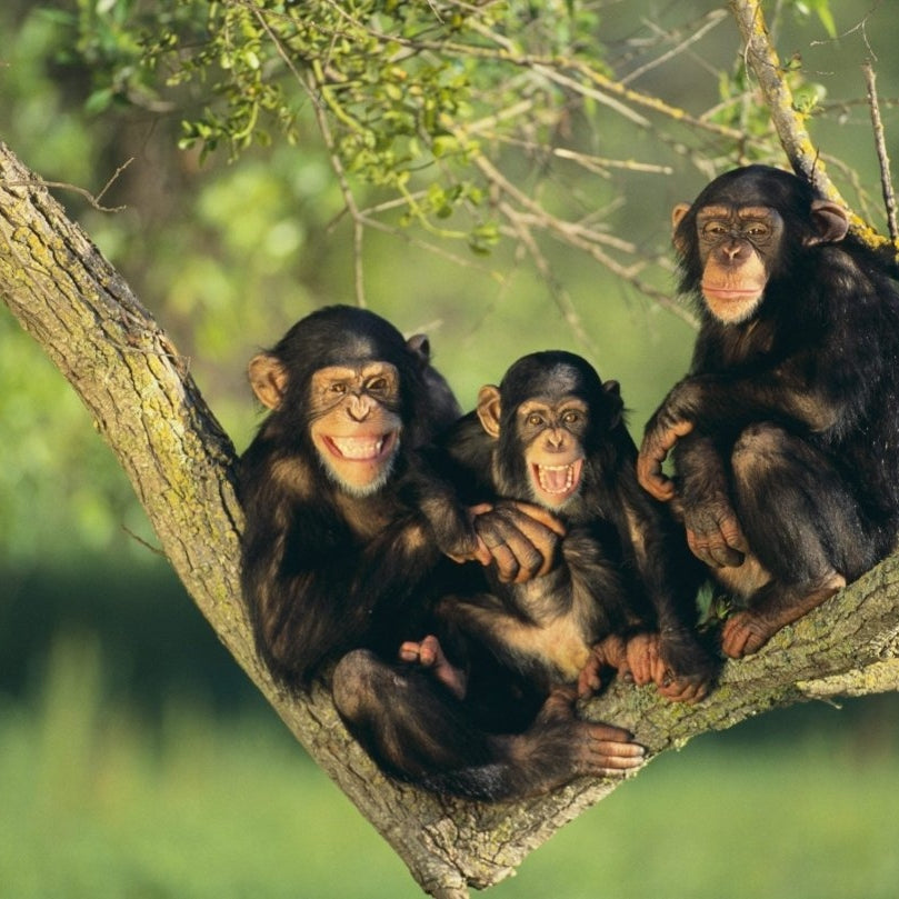 Three Chimpanzees - Pickawall