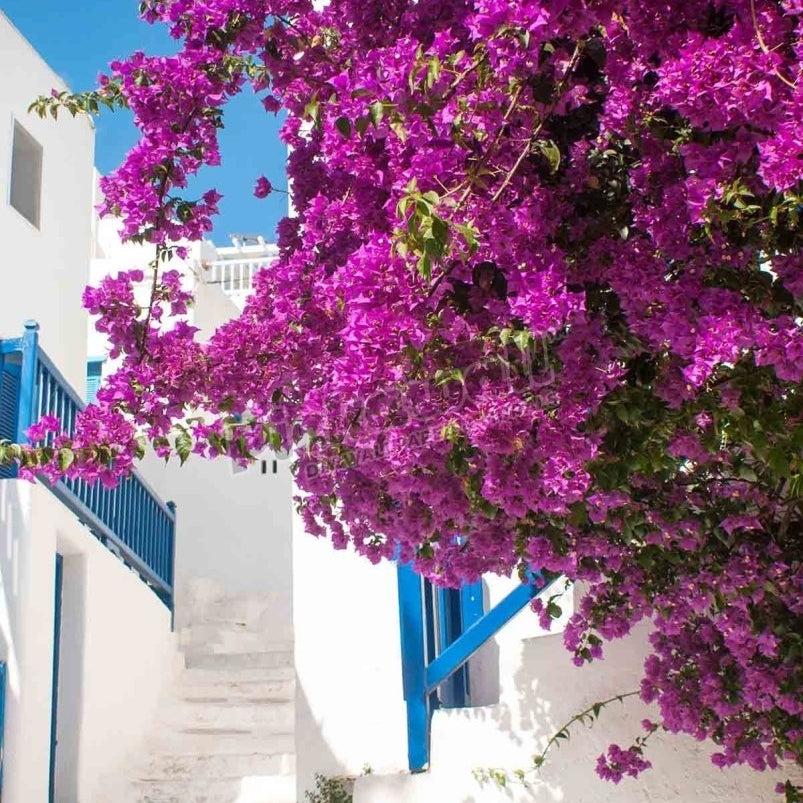 Traditional greek alley on Sifnos island, Greece - Pickawall