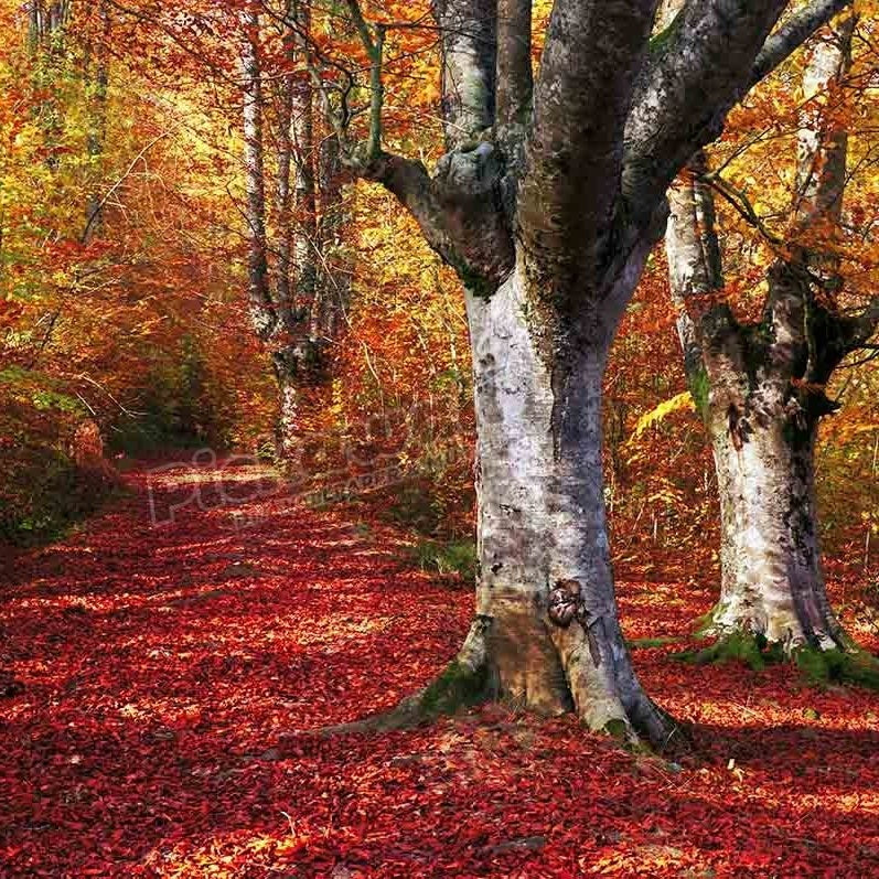 trail in autumn beech forest with vivid colours - Pickawall