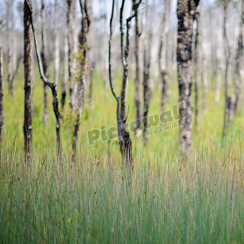 Trees in Forest - Pickawall