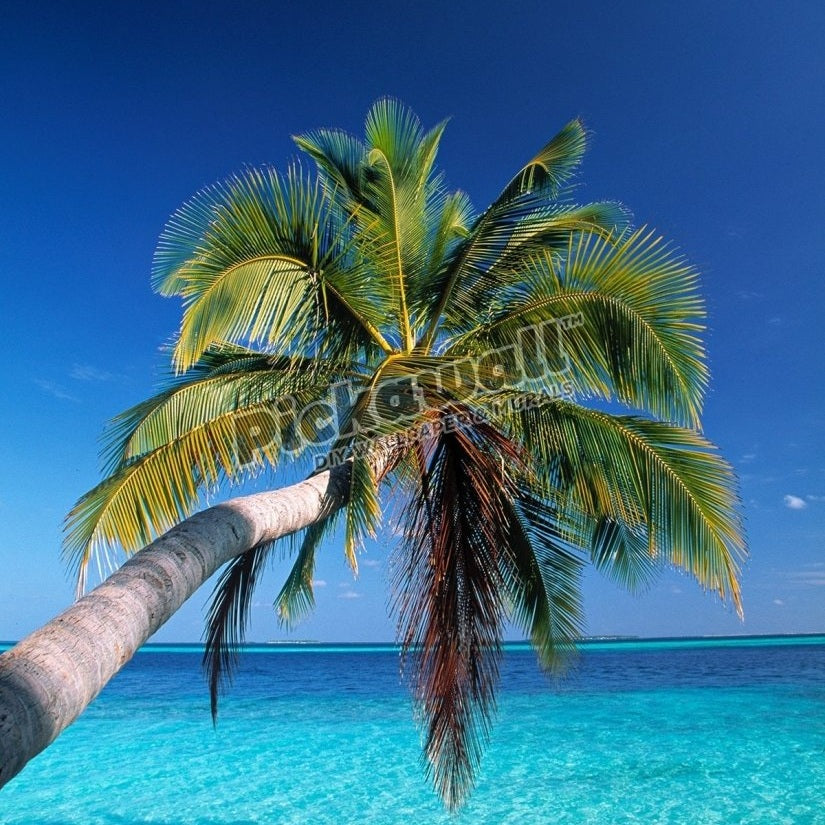 Tropical beach, Maldives - Pickawall