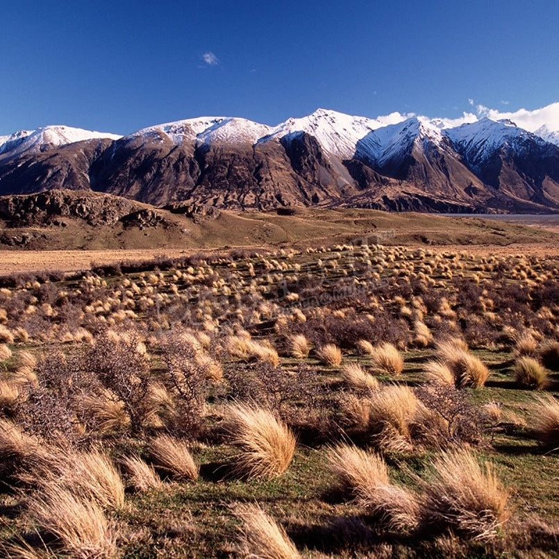 Tussock country, inland Canterbury, New Zealand - Pickawall