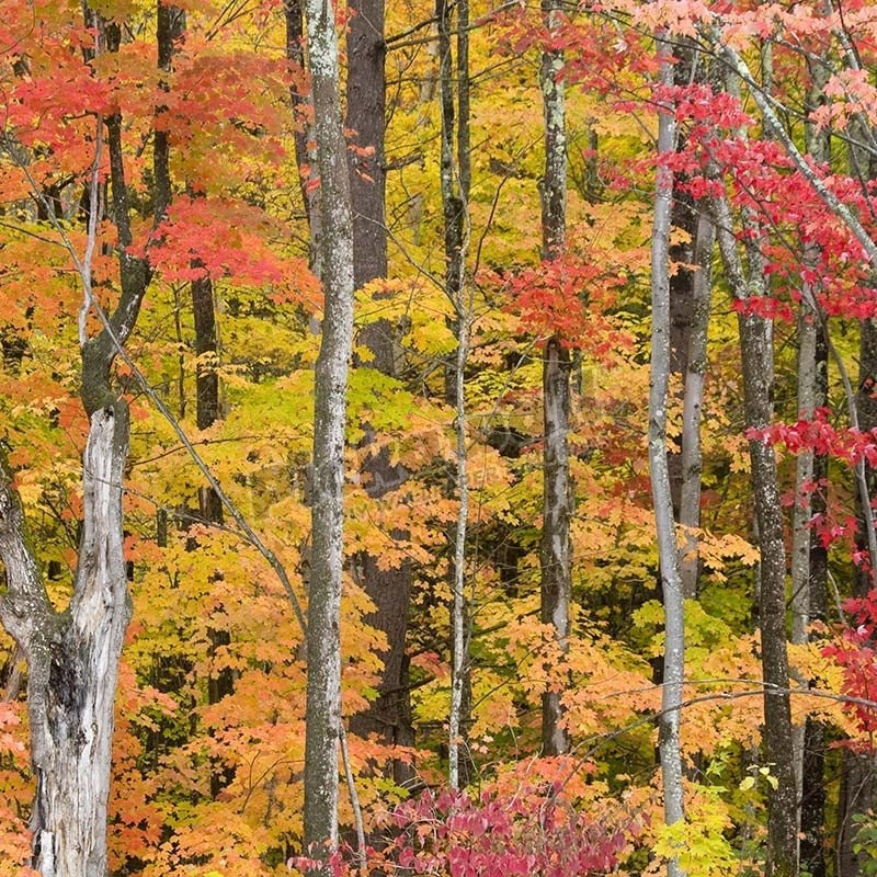 Vibrant autumn leaves - Pickawall