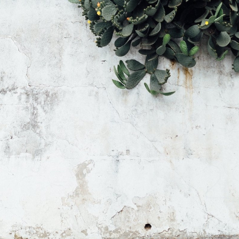 White Concrete wall with Cactus - Pickawall