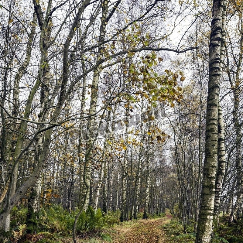 Winding Path - Pickawall