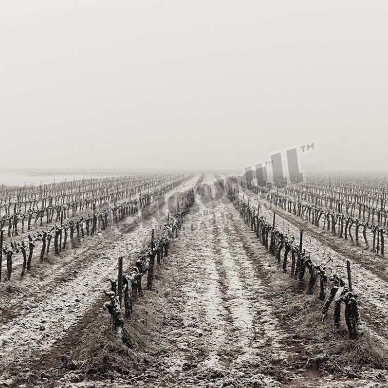 Winter snowy morning on vine field - Pickawall