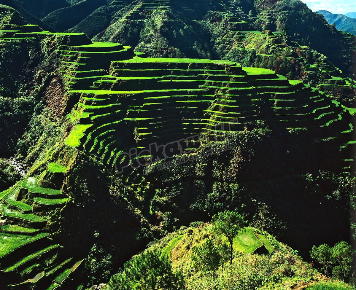 Rice terraces, Banaue, Ifugao Province, Luzon, Philippines