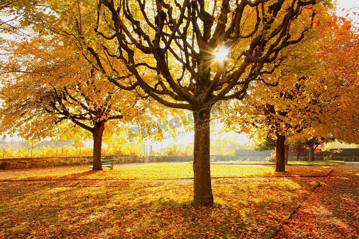 Autumn trees sunny day