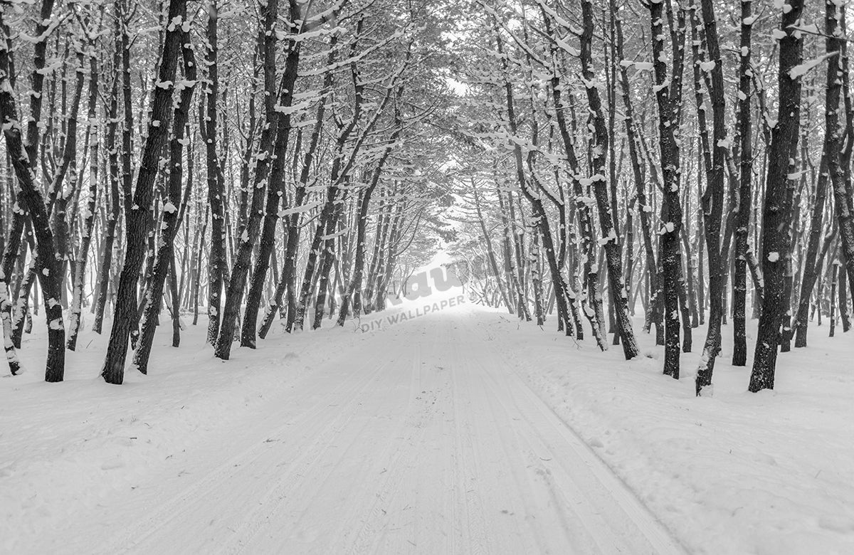 Snow Covered Road