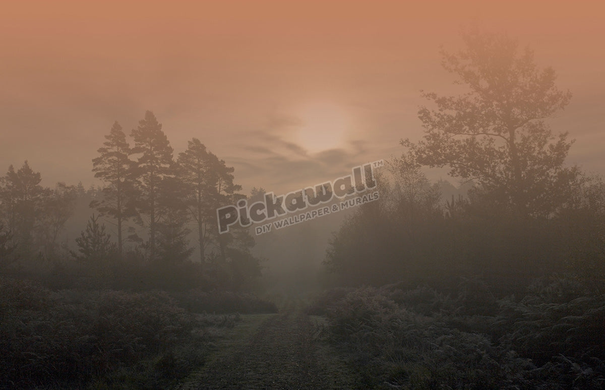 Hampshire forest on a cold misty winters morning