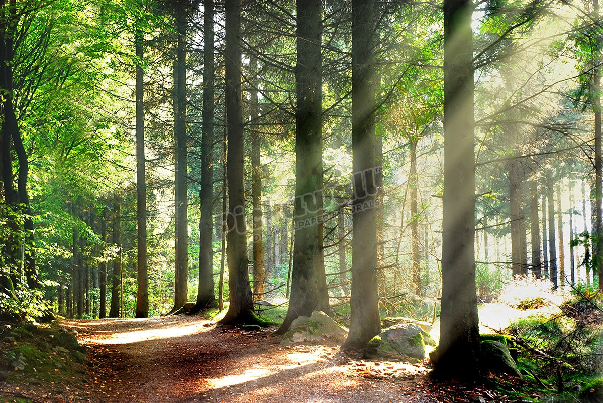 Forest Sunbeams