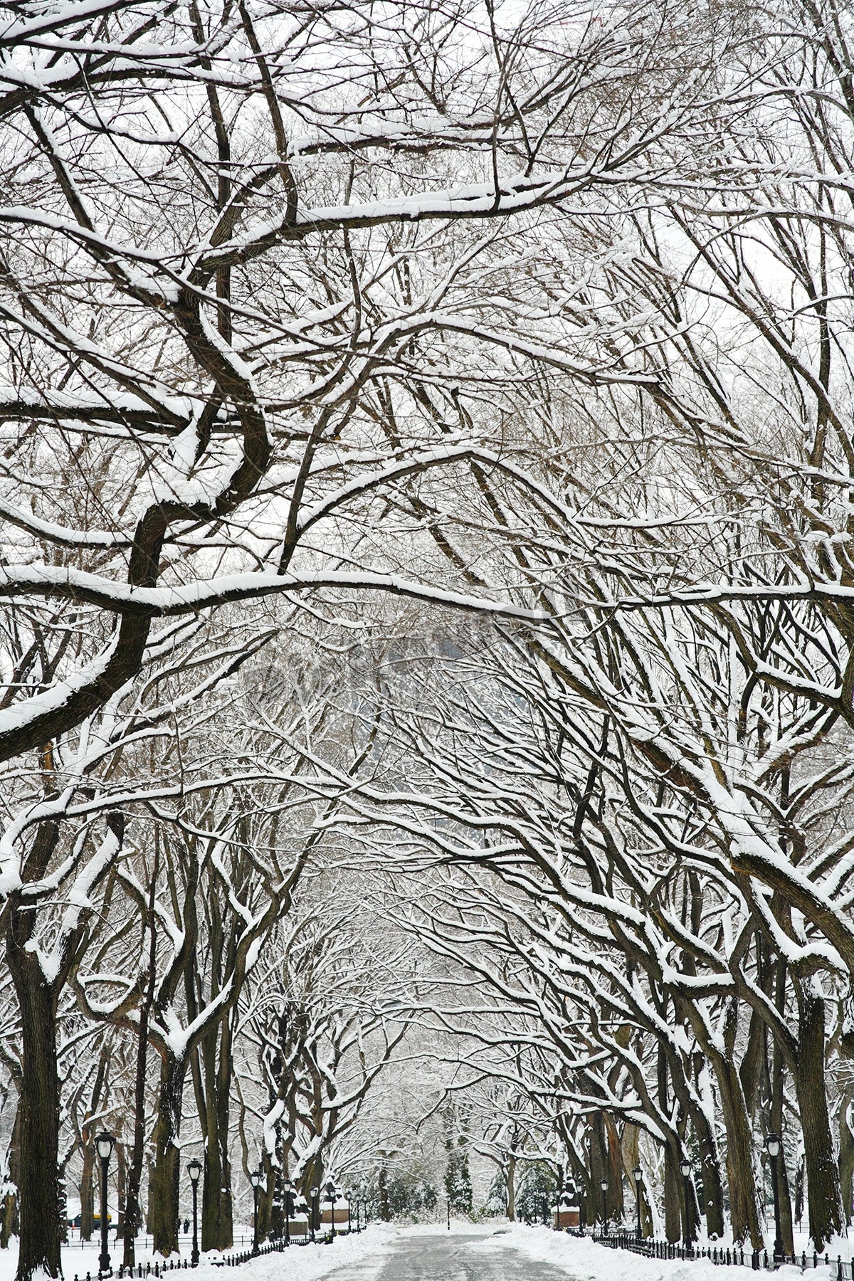 Winter path