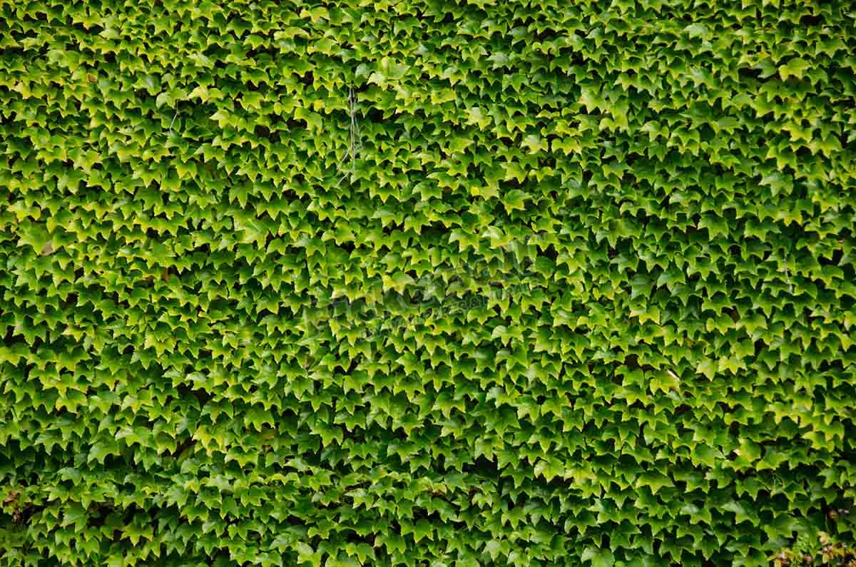 Boston ivy