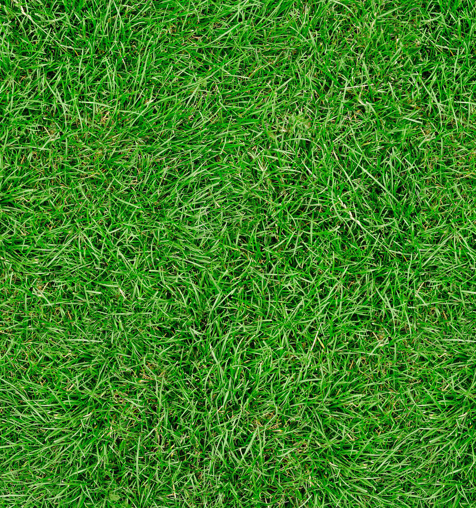 Grass Lawn