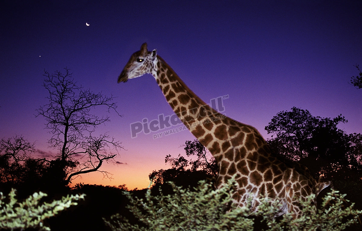 Giraffe in the night