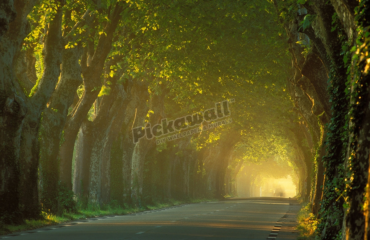 avenue of trees nr St Remy Provence France