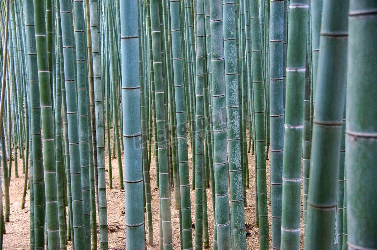 Bamboo forest
