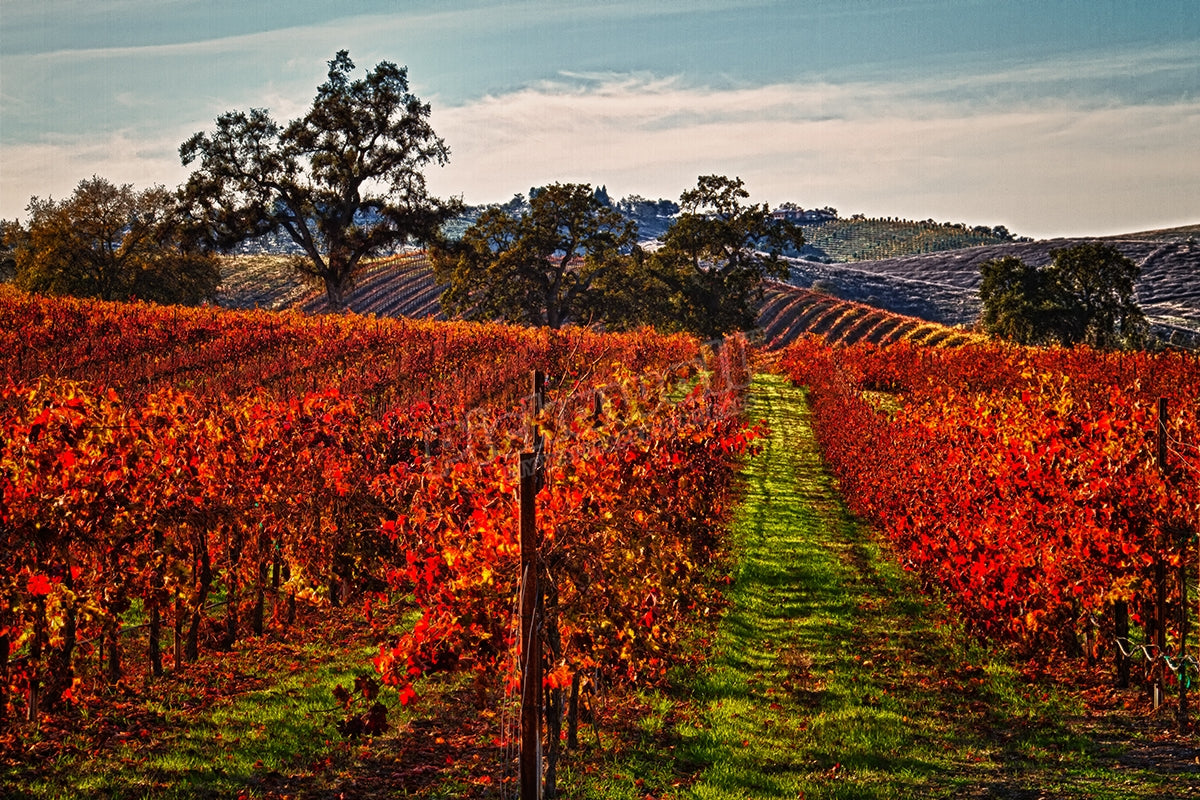Rows of red grapevines